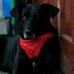 MASCOTA