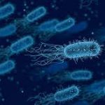 bacterias