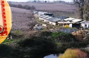 Plaga de moscas, corrida de cercos y desvío de estero: Denuncian a Familia Matthei por negligencias en faenas de productora en San Rosendo