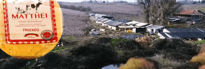 Plaga de moscas, corrida de cercos y desvío de estero: Denuncian a Familia Matthei por negligencias en faenas de productora en San Rosendo