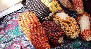 Proceso eco-constituyente: ¿Qué es el Derecho a la Soberanía Alimentaria?