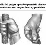 Pulgar-Oponible
