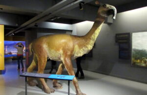 Hace 159 años, Darwin descubrió un animal enorme que desconcertó a los biólogos. Entre otras cosas, porque alguien confundió los huesos con los de un toro