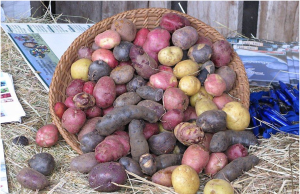 La «guardadora de semillas» de la meca de la papa chilena