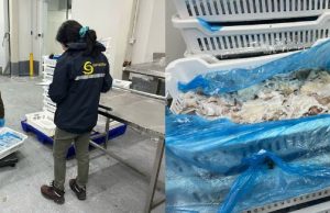 Puerto Montt: En fiscalización a planta de procesos sorprenden almacenamiento de casi 89 toneladas de recursos hidrobiológicos de origen ilegal