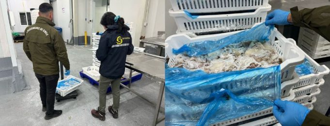 Puerto Montt: En fiscalización a planta de procesos sorprenden almacenamiento de casi 89 toneladas de recursos hidrobiológicos de origen ilegal