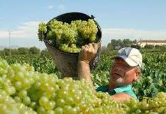 Perú – LAS UVAS ESTÁN VERDES