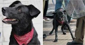 Ver: Entrevista con Carlos Pichuante de Alianza Verde Popular conduce Patricio Guzmán S. Editor de Werken Rojo