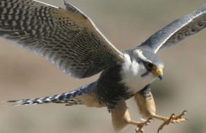 La hora de los halcones