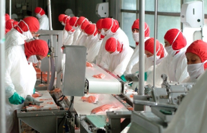 Chile – 2024, un año desfavorable para los derechos de las y los trabajadores de la industria del salmón