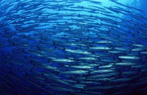 Naciones Unidas: Informe sobre los océanos y derechos humanos 2025