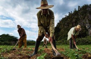 Campesinado de Colombia: del apoyo crítico a Petro al distanciamiento sin retorno