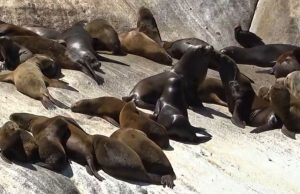La silenciosa guerra contra los lobos marinos: Especie enfrenta graves amenazas de sectores productivos