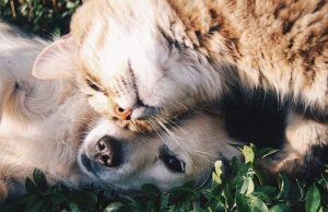 ¿Hacia dónde van los animales?