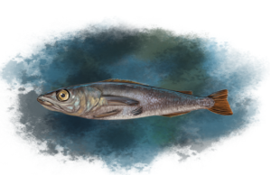 Senado aprueba nueva distribución de cuotas pesqueras y habrá comisión mixta para el recurso Merluza Común