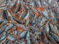 Salmón químico chileno