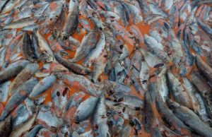 Salmón químico chileno