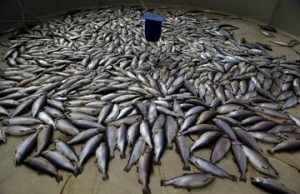 SALMONERAS: EL ORO TÓXICO DE LOS MARES Y LA VERGÜENZA DE LOS GOBIERNOS POSTDICTADURA