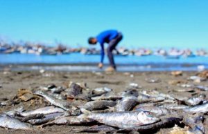Salmones al precio del desastre: el infierno debajo del agua