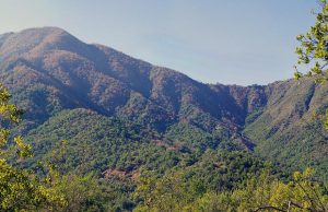 Investigación revela que el bosque mediterráneo chileno está al borde del colapso