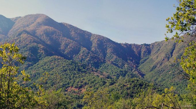 Investigación revela que el bosque mediterráneo chileno está al borde del colapso