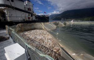El poderoso lobby salmonero incrustado en el Estado que permite seguir contaminando y generando muertes en el mar