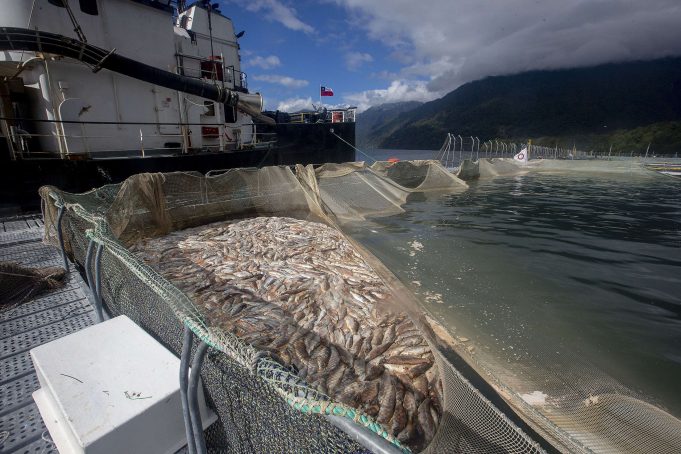 El poderoso lobby salmonero incrustado en el Estado que permite seguir contaminando y generando muertes en el mar