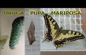 Por qué un gusano neoliberal no puede ser una mariposa libre!