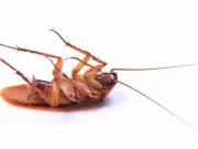 La deuda y las cucarachas