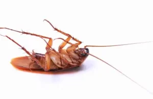 La deuda y las cucarachas