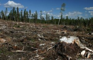¡¡EL SAQUEO FORESTAL!!