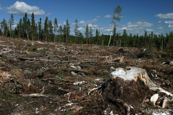 ¡¡EL SAQUEO FORESTAL!!