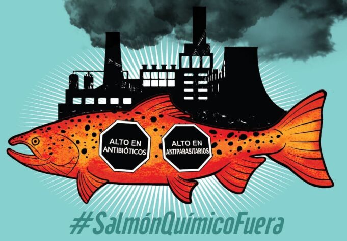 Salmón químico chileno