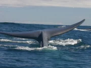 La ballena de Troya amenaza la Comisión Ballenera Internacional CBI
