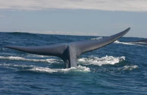 Organizaciones exigen moratoria a salmonicultura en Chile y salida de 408 centros ilegales en áreas protegidas para preservación de las ballenas