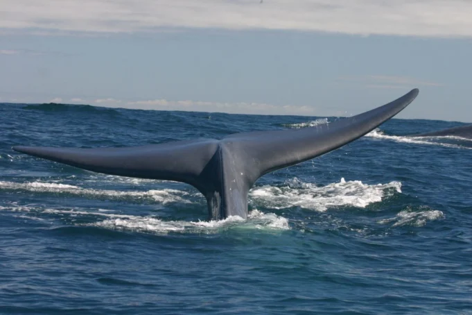 Organizaciones exigen moratoria a salmonicultura en Chile y salida de 408 centros ilegales en áreas protegidas para preservación de las ballenas