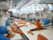 Ver: ¿Qué oculta la exitosa industria del salmón chileno?