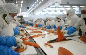 Empresarios celebran el “Día del Trabajador Salmonero” en medio de la precarización laboral y crecientes despidos masivos en el archipiélago de Chiloé
