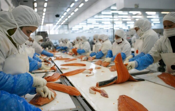 Ver: ¿Qué oculta la exitosa industria del salmón chileno?