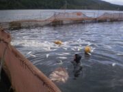 Chile – Virus Hanta: un buzo de la industria salmonera subcontratado muere y otro permanece grave en medio de cuestionadas condiciones laborales y de higiene