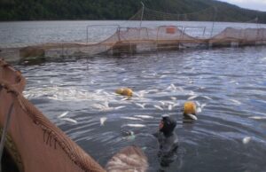 Chile – Virus Hanta: un buzo de la industria salmonera subcontratado muere y otro permanece grave en medio de cuestionadas condiciones laborales y de higiene