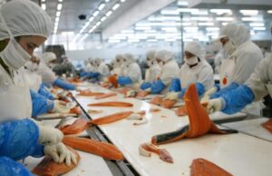 Fundación Libera denuncia ante el organismo comercial de EE.UU. que Chile tolera el trabajo forzado en sus sectores exportadores de salmón y fruta