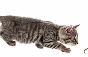 ¡¡¡ NO IMPORTA EL COLOR DEL GATO: MIENTRAS TENGA EL TALENTO DE CAZAR RATONES !!!