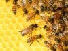20 de mayo — Día Mundial de las Abejas