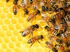 20 de mayo — Día Mundial de las Abejas