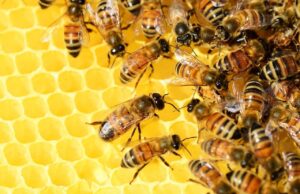 20 de mayo — Día Mundial de las Abejas