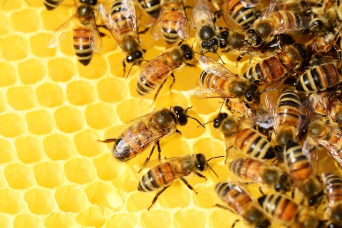 20 de mayo — Día Mundial de las Abejas