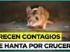 Amenaza de epidemia de virus Hanta