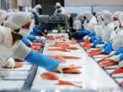 TRABAJO FORZOSO: EL INGREDIENTE OCULTO DEL SALMÓN CHILENO