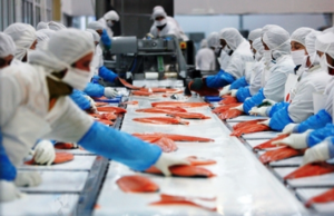 TRABAJO FORZOSO: EL INGREDIENTE OCULTO DEL SALMÓN CHILENO